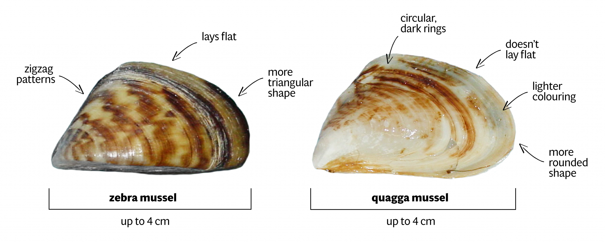 Zebra Mussels What They Are What They Eat And How They Spread