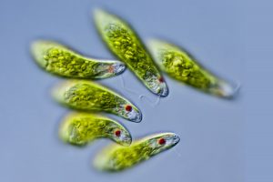 Lilly Center Algae and Microorganism Research