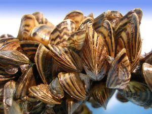 Zebra Mussels Guide