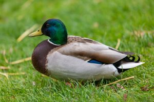 Ranger Talks: Ducks