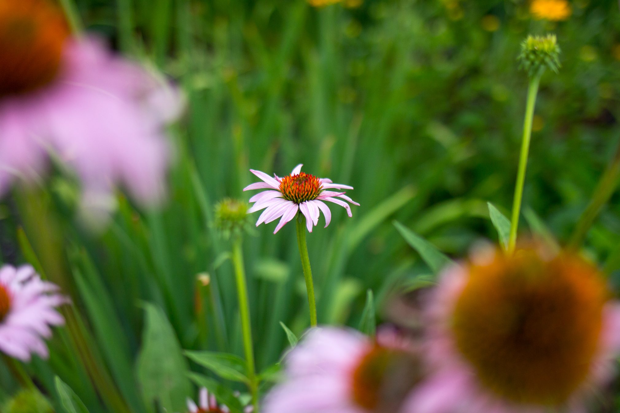 Expedition: Wildflowers