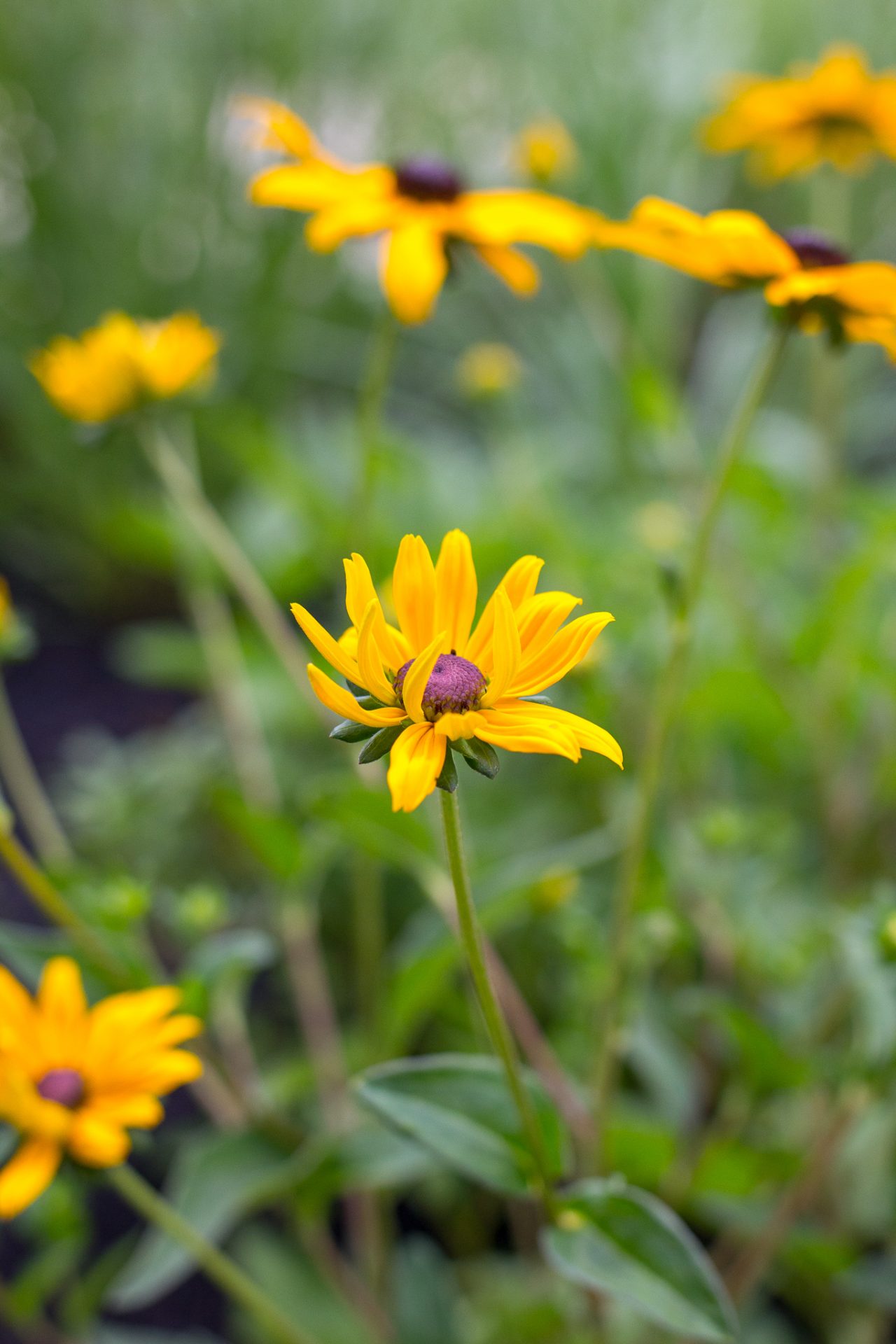 native-non-native-and-invasive-species-what-s-the-difference