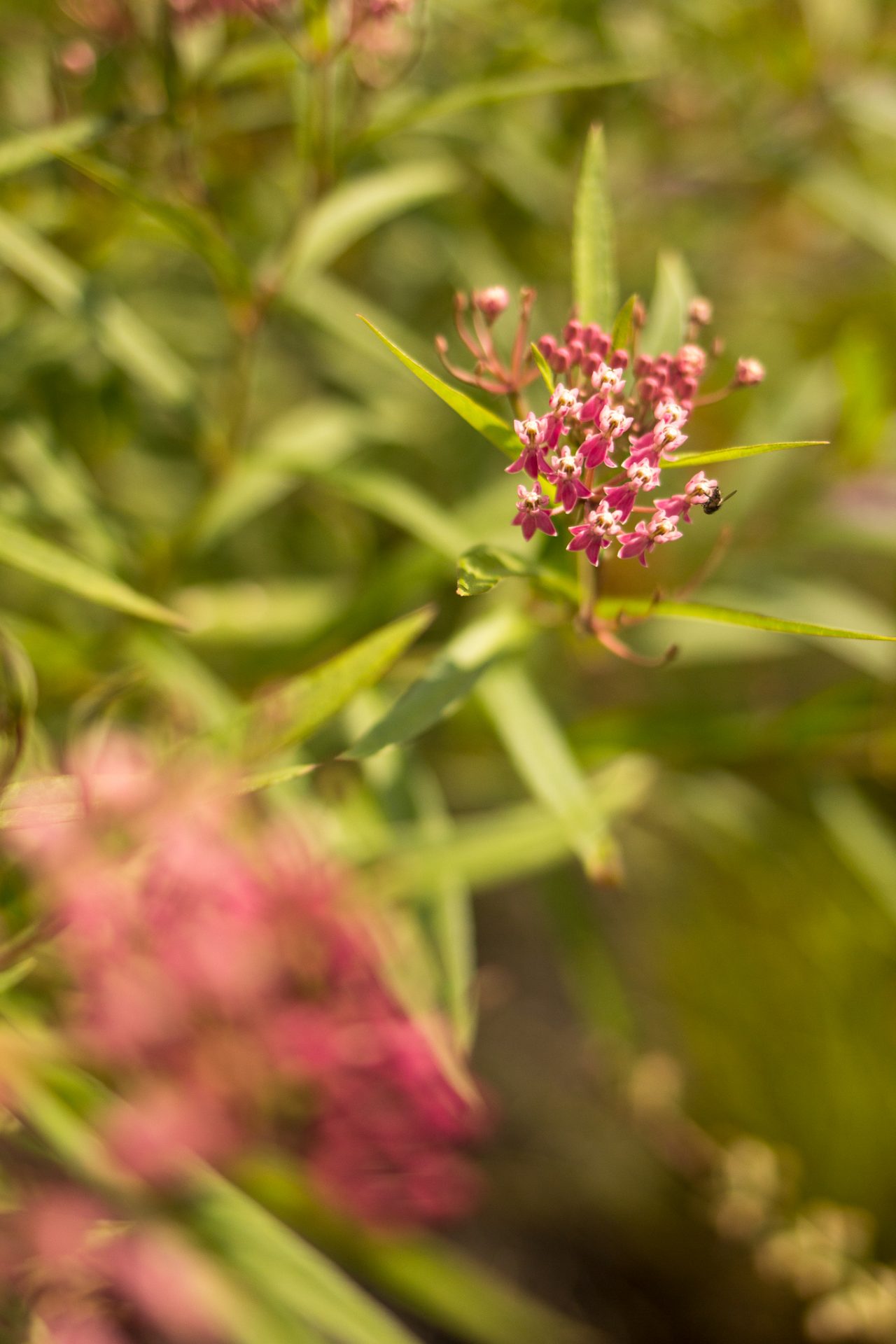 vegetative-analysis-of-native-versus-non-native-plant-species-within