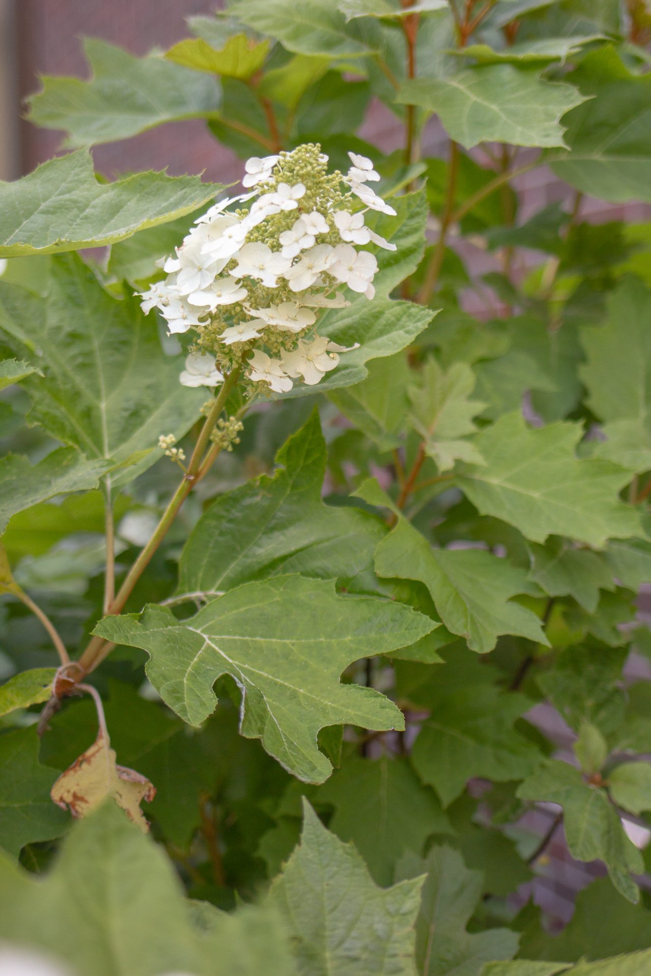 native-non-native-and-invasive-species-what-s-the-difference