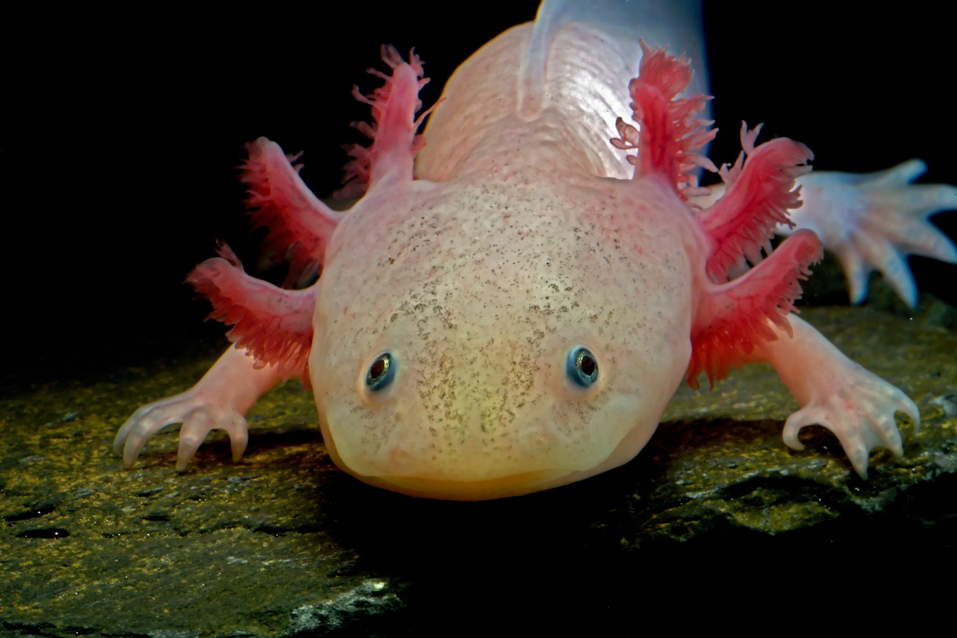 Axolotl black dota фото 33