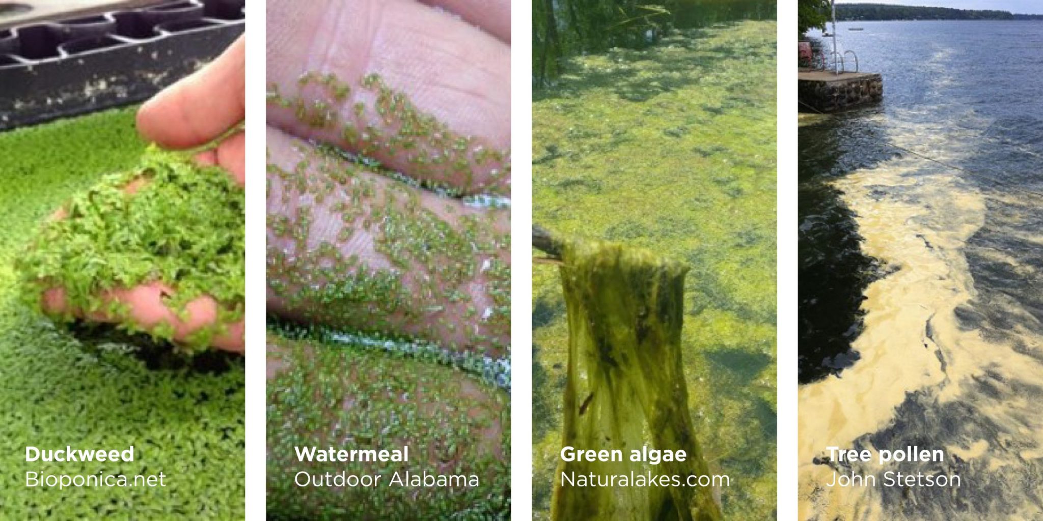 How to identify bluegreen algae and what to do about it