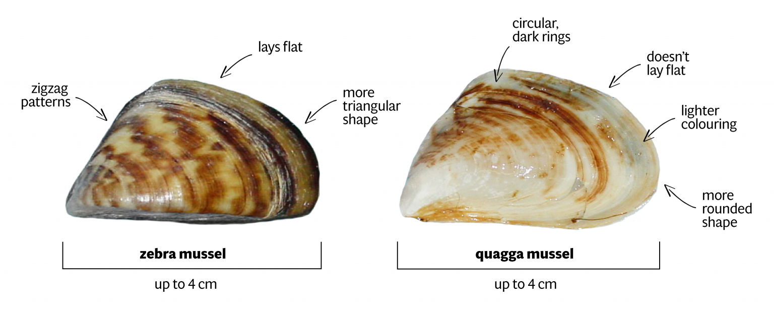 essay on zebra mussels