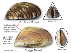 Zebra Mussel Guide - Lilly Center for Lakes & Streams