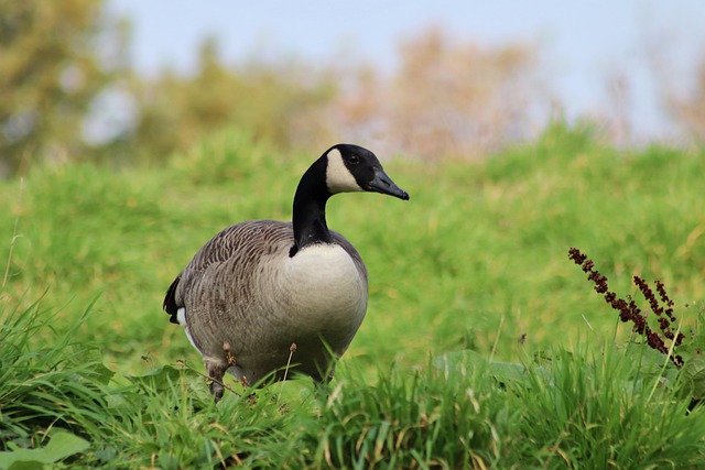 Geese Management & Lakescaping Workshop