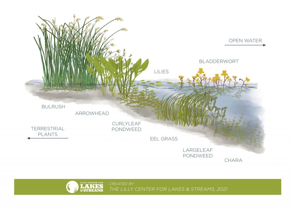 Lake Vegetation in Kosciusko County - Lilly Center for Lakes & Streams