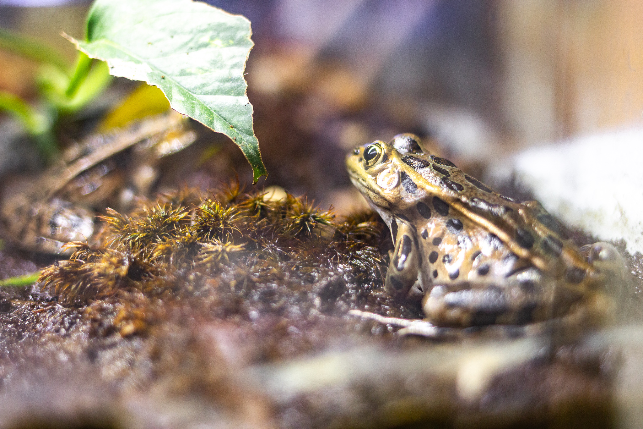 Critter Encounters: Frogs