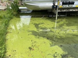 How to identify Blue-green algae