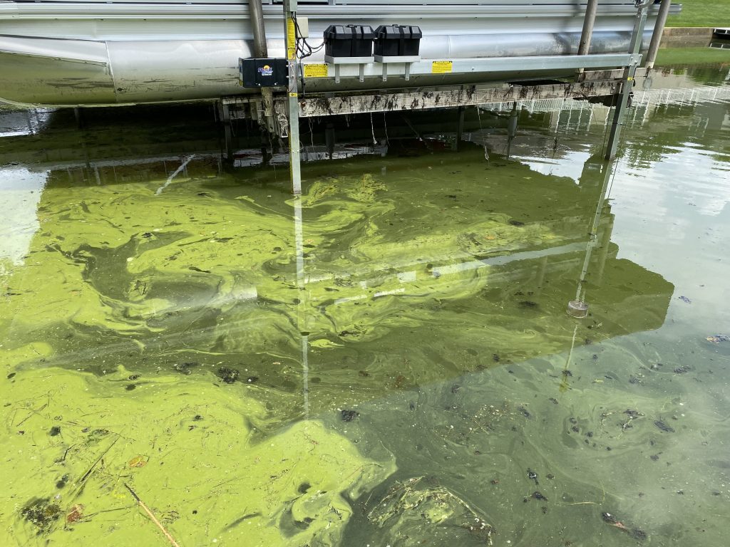 will algae water make dogs sick