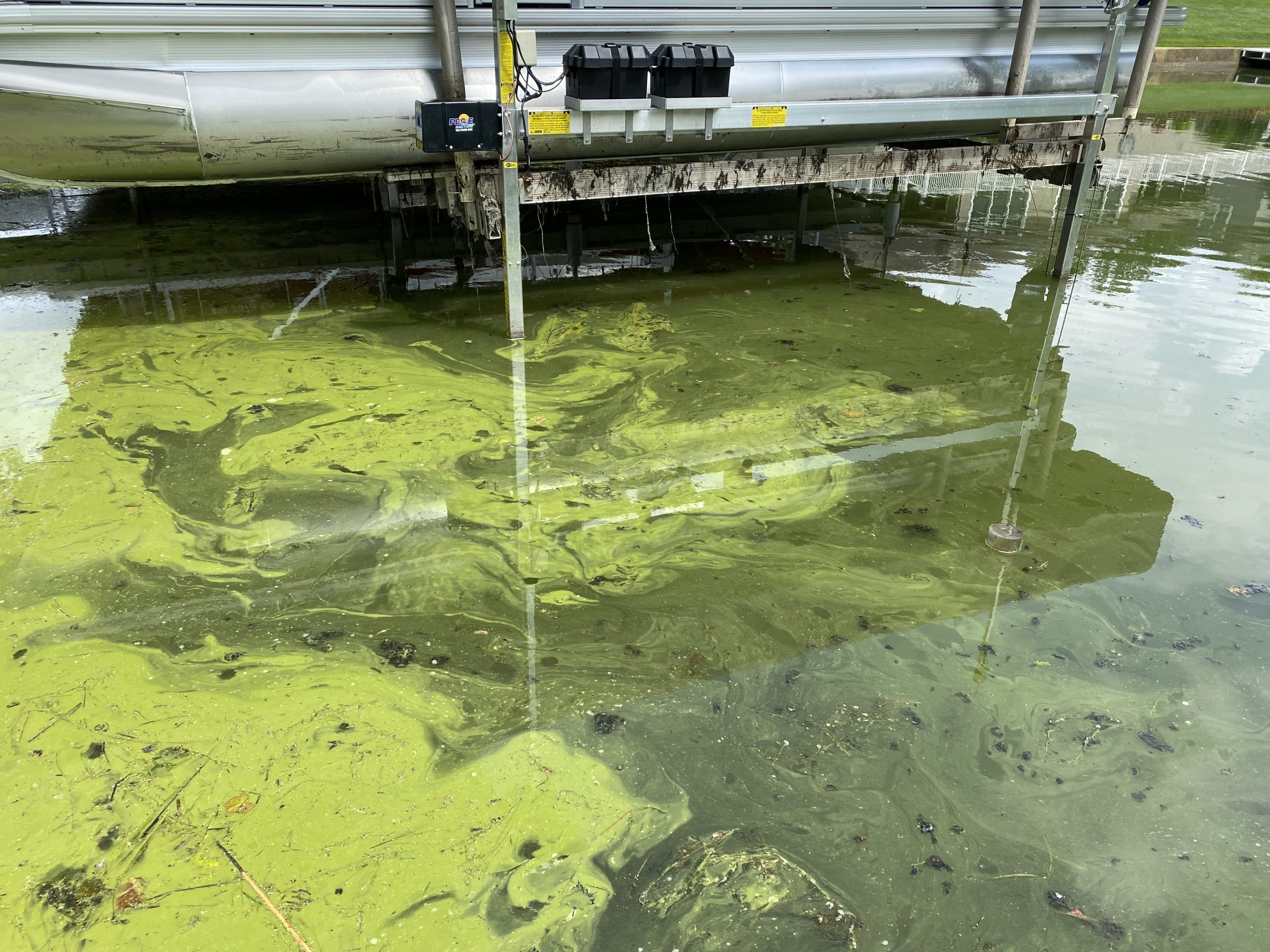 How to identify Blue-green algae