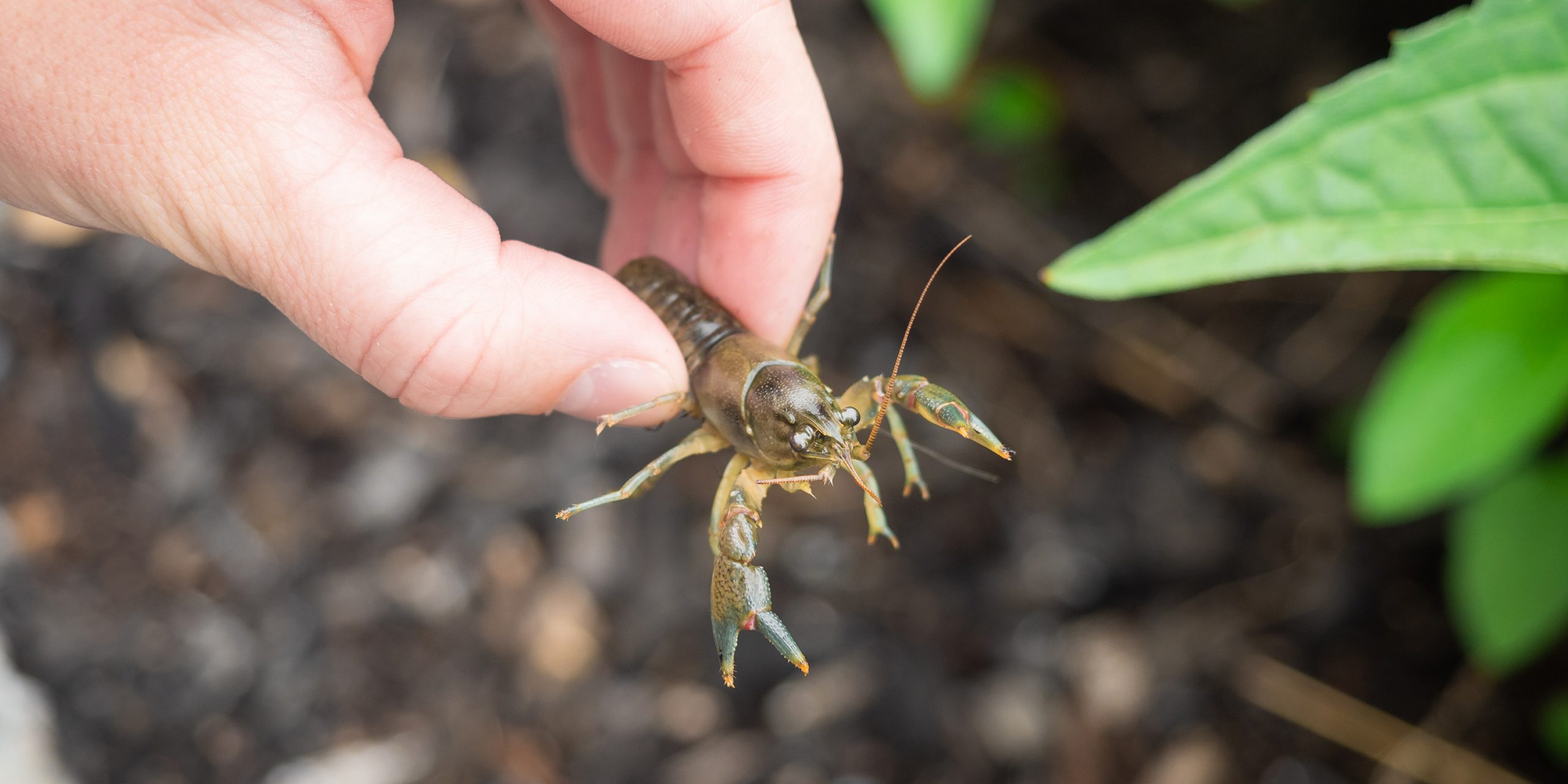 Critter Enounter: Crayfish