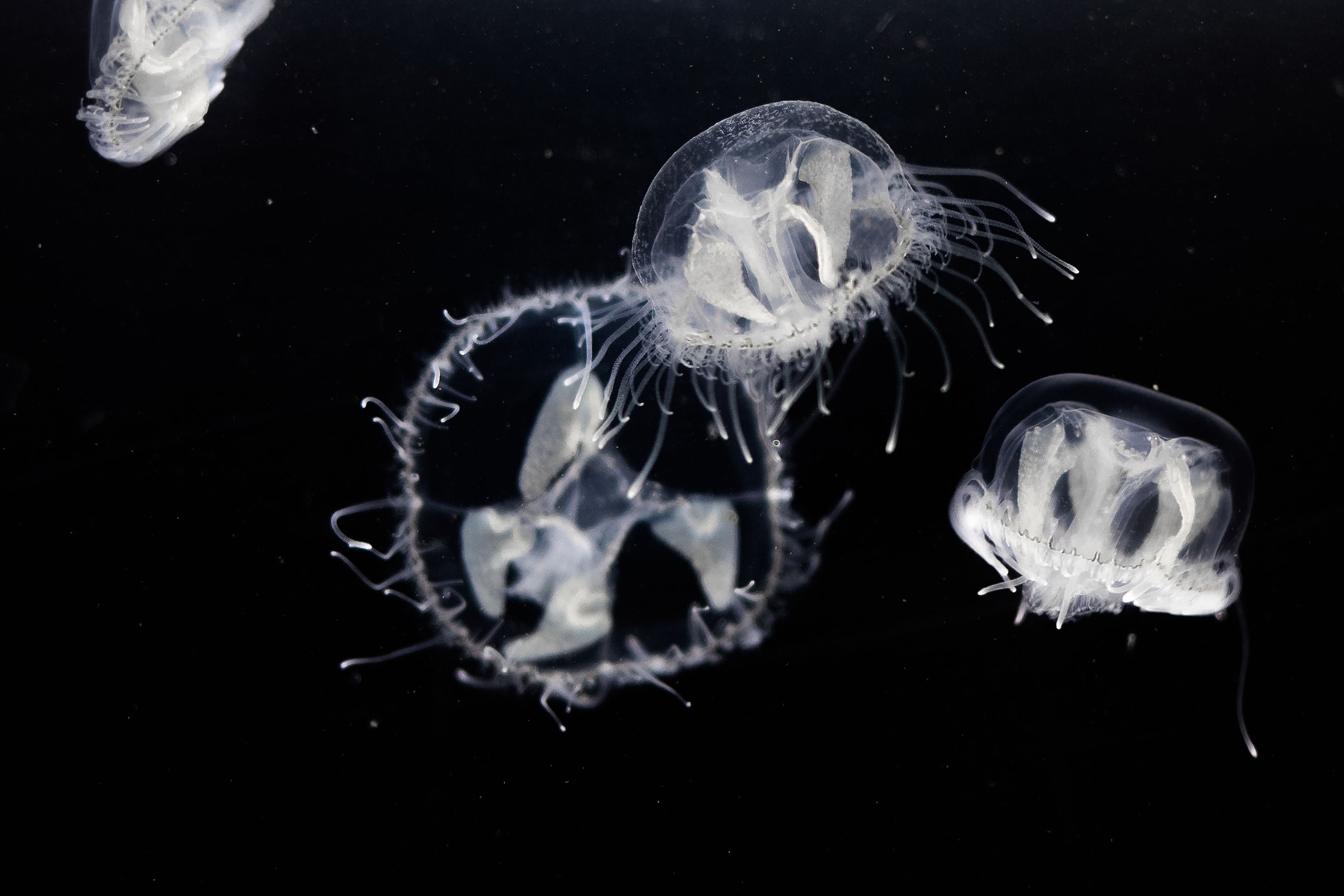 Toast and Jellyfish – the Tea on Freshwater Jellies