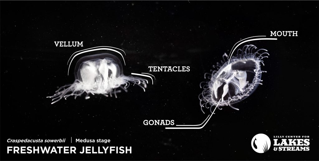 Freshwater Jellyfish Craspedacusta sowerbii exotic species in kosciusko county Indiana