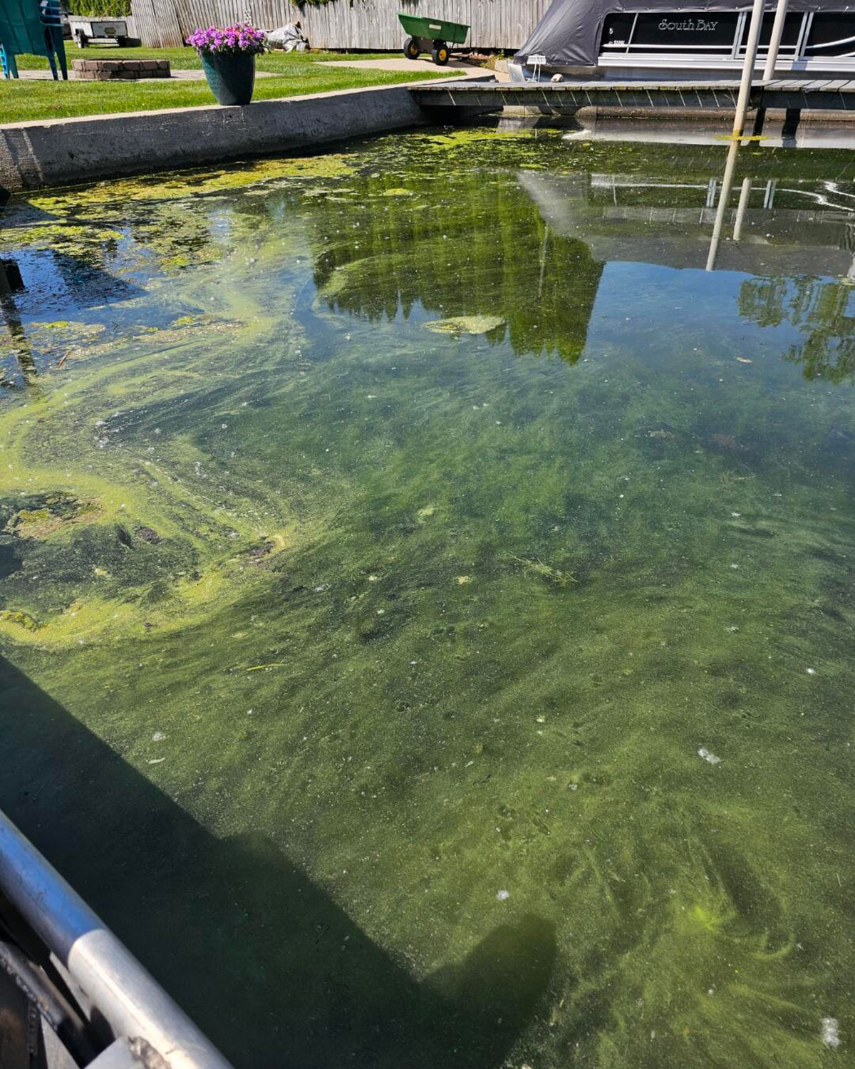Toxic blue-green algae bloom identified on Big Chapman Lake