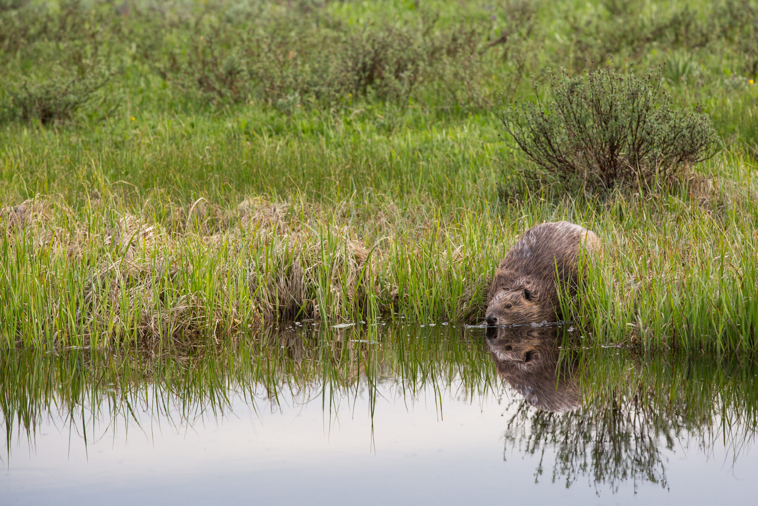 Expedition: Sunrise Beaver Hike