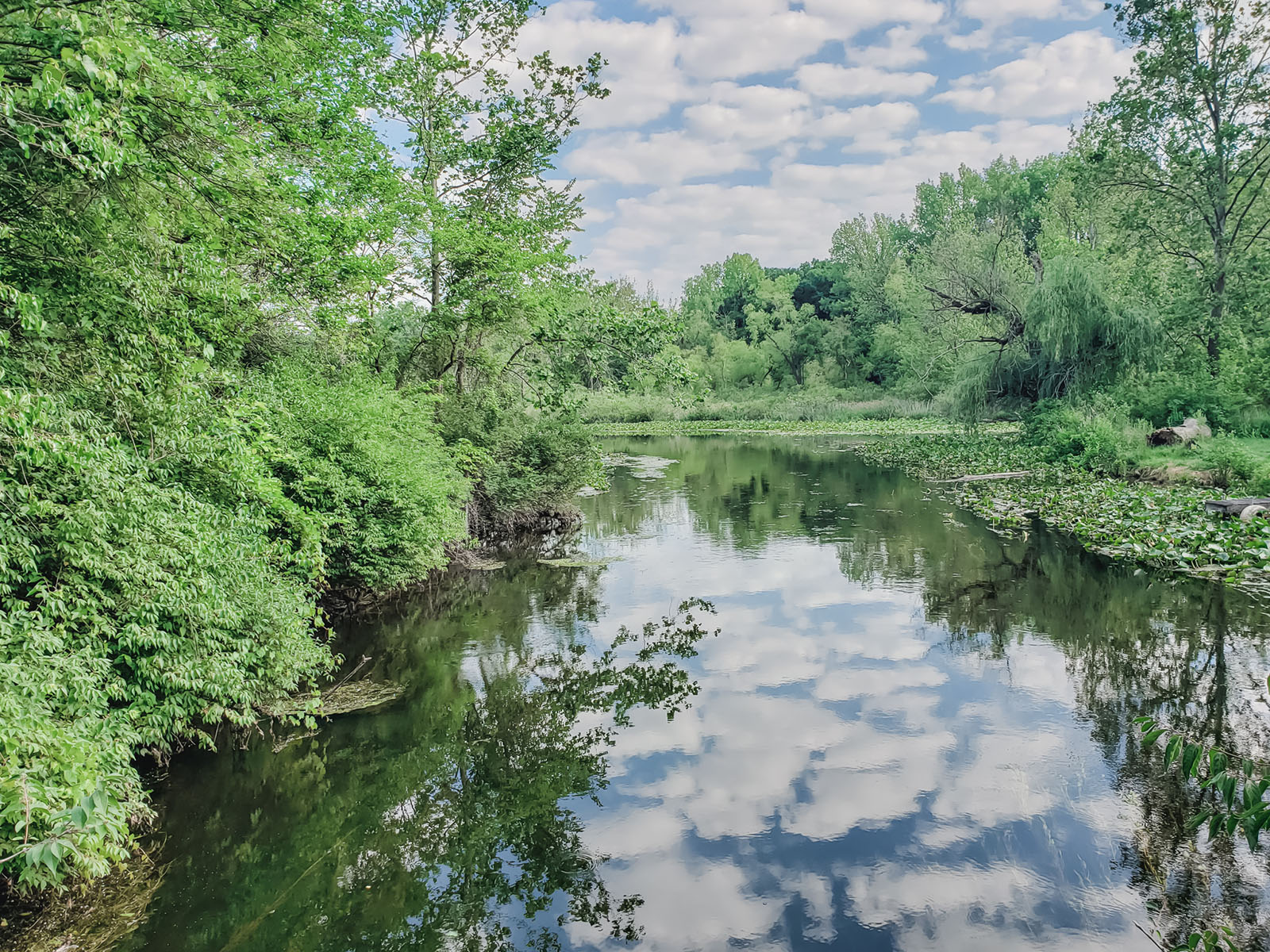 Episode 16 | Diving into Healthy Shorelines with The Watershed Foundation