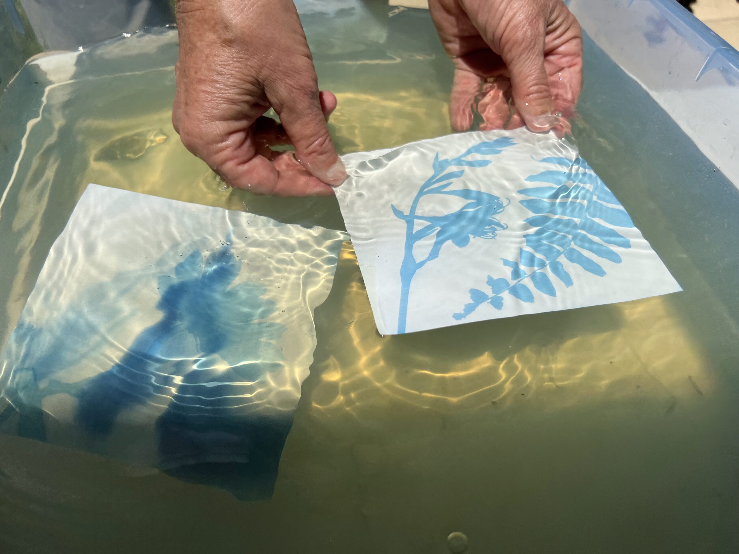 Workshop: Cyanotypes from the Wetland