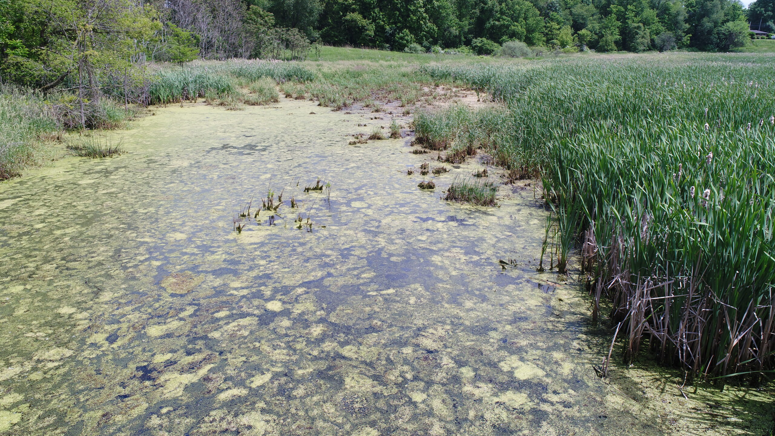 Wetlands: Nature’s Damp Treasures