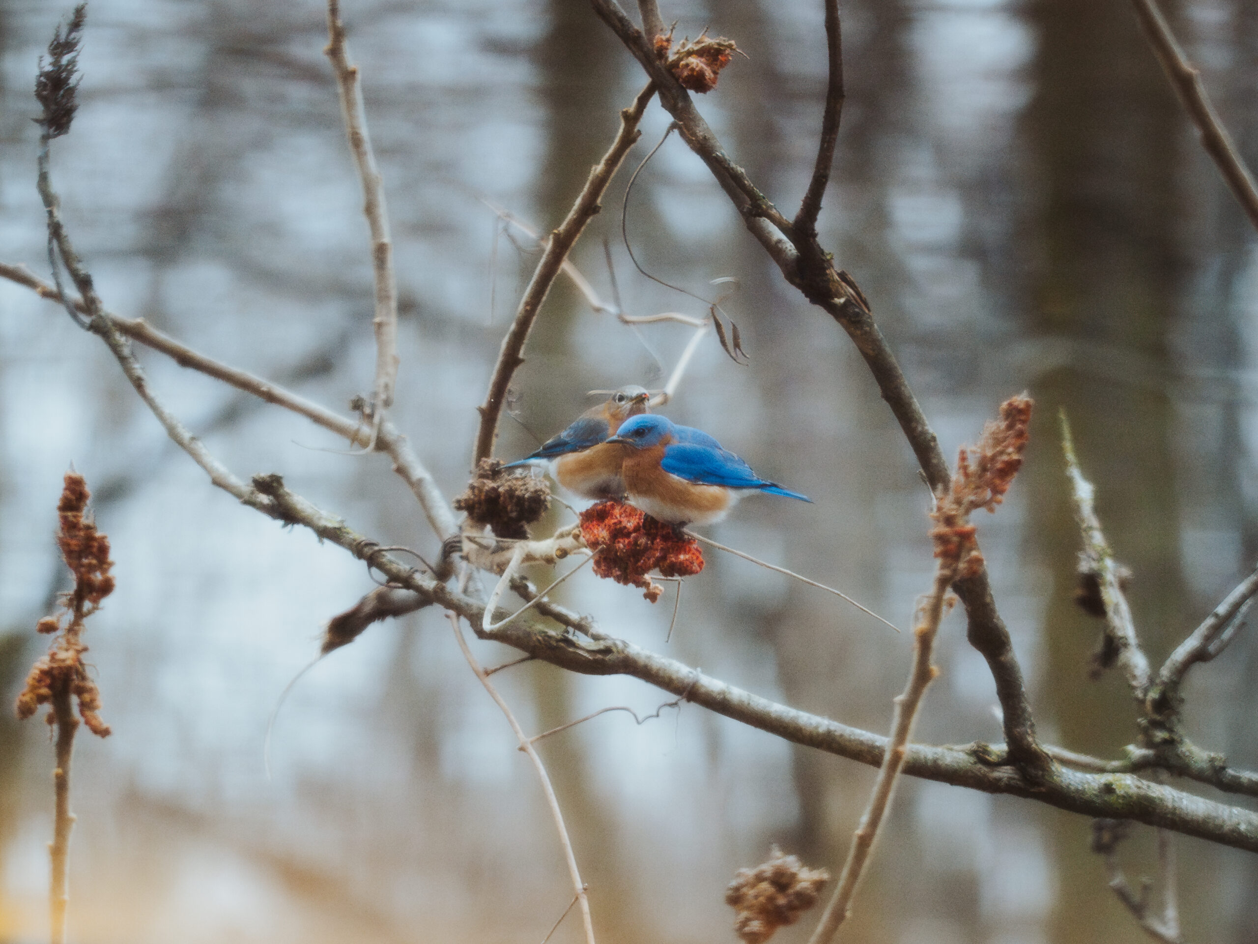 Winter Bird Identification