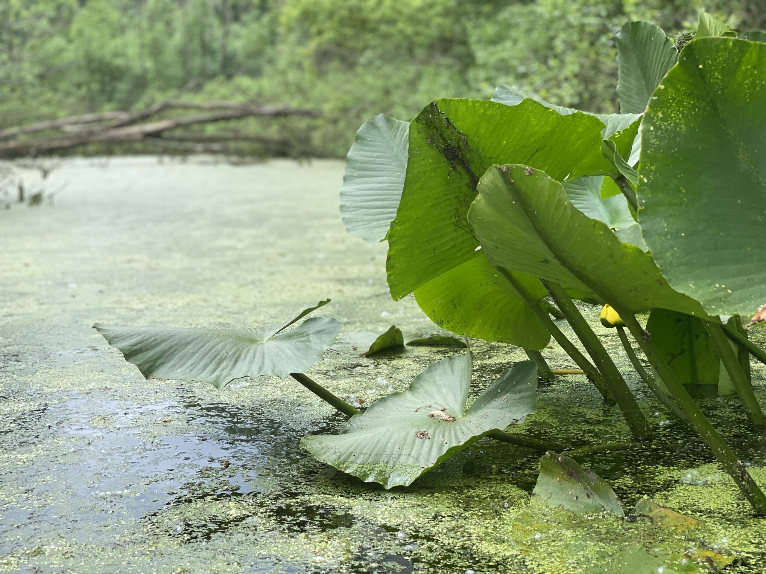 How to Eat Like a Wetland with Landon Vine
