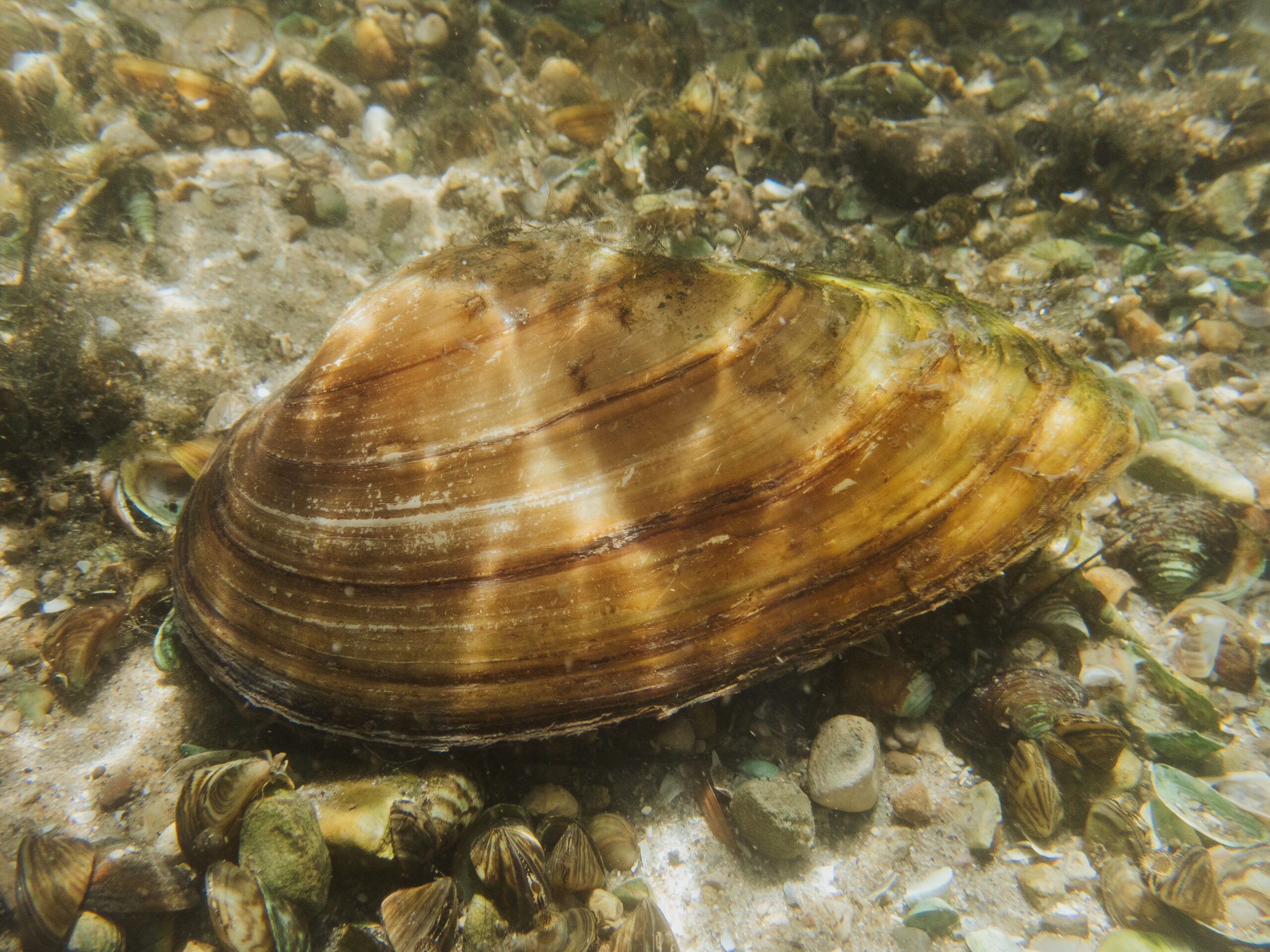 Shelling Out the Facts: Freshwater Mussels with Brant Fisher