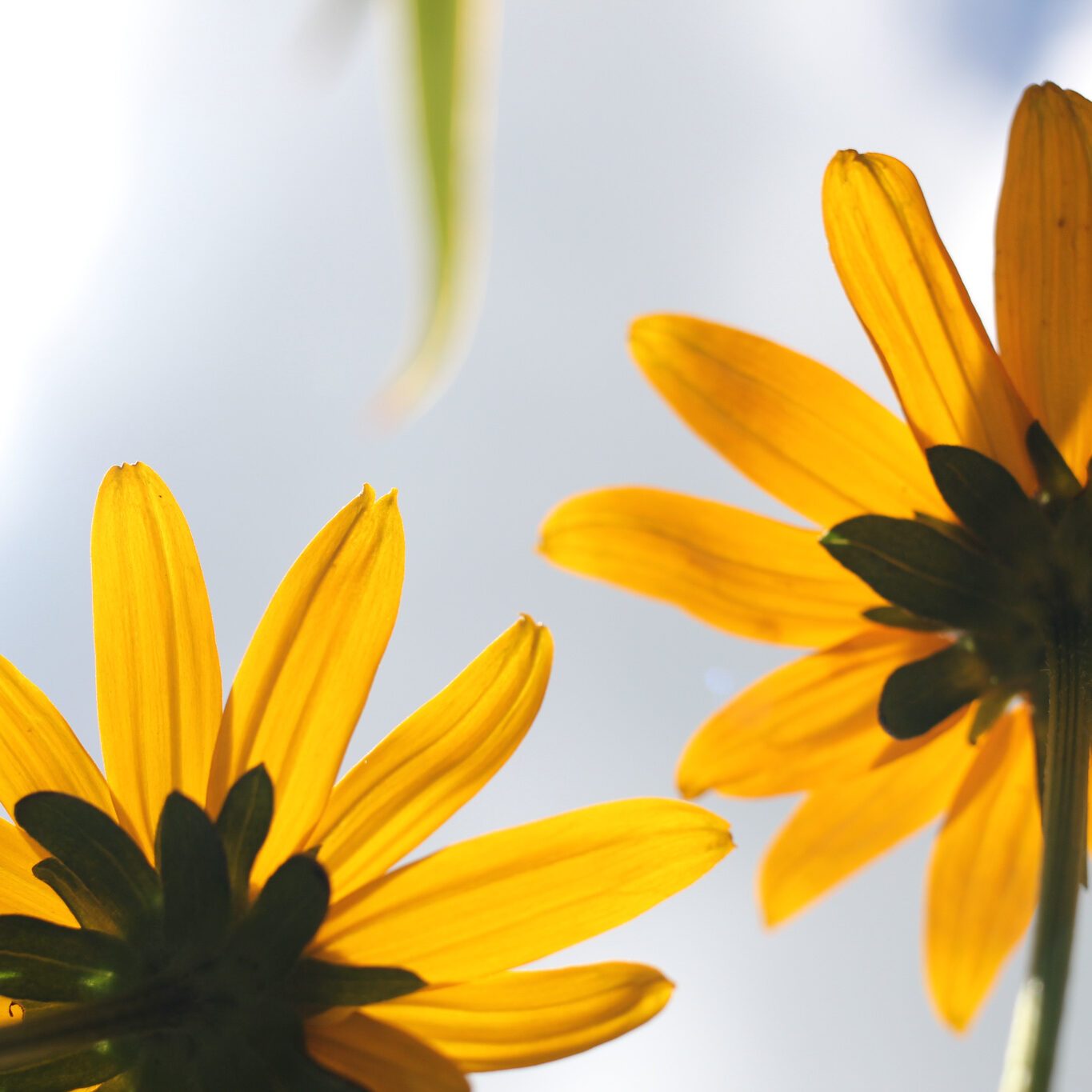 Expedition: Wildflower ID Hike