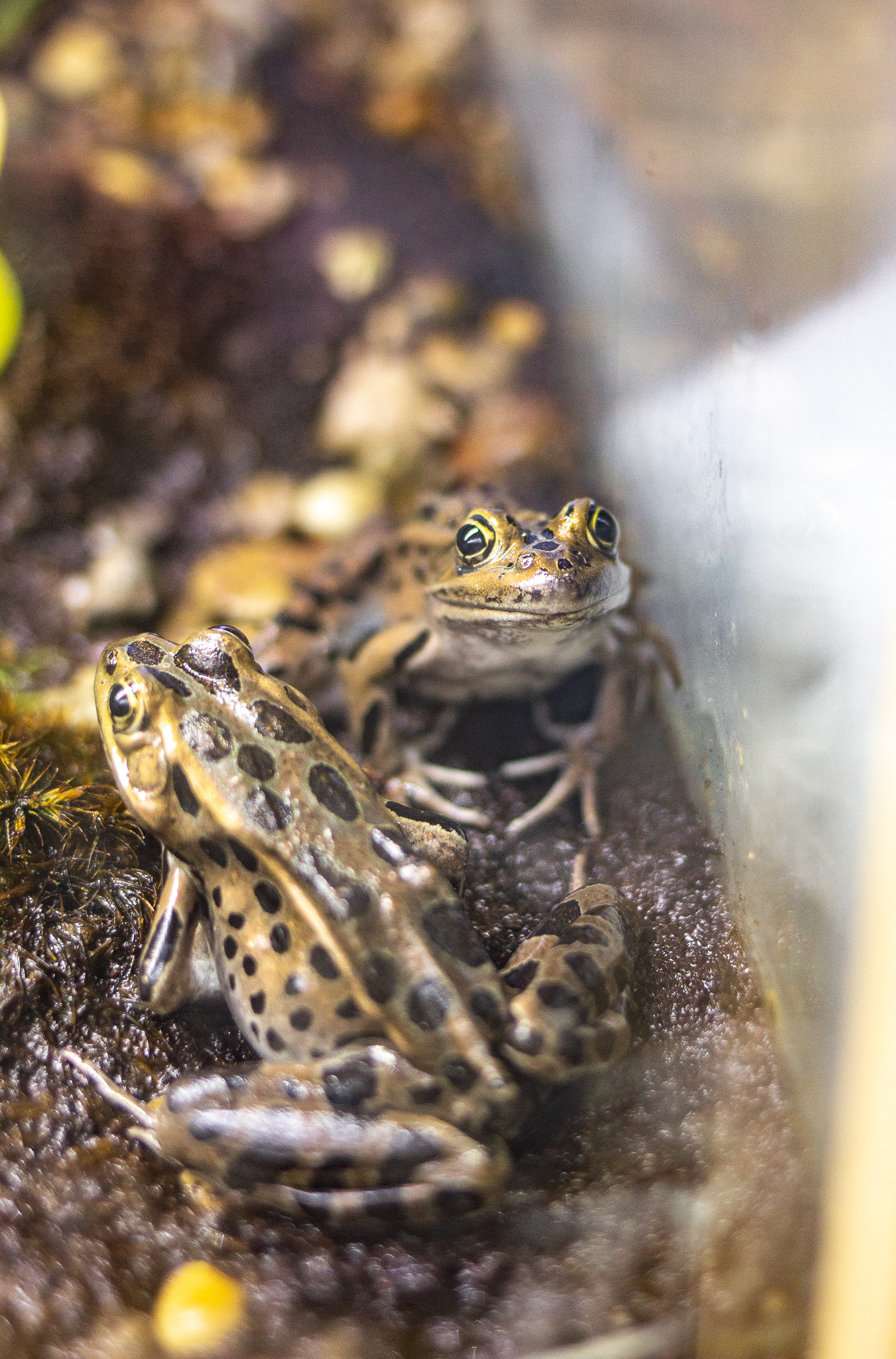 Expedition: Herpetology Hike