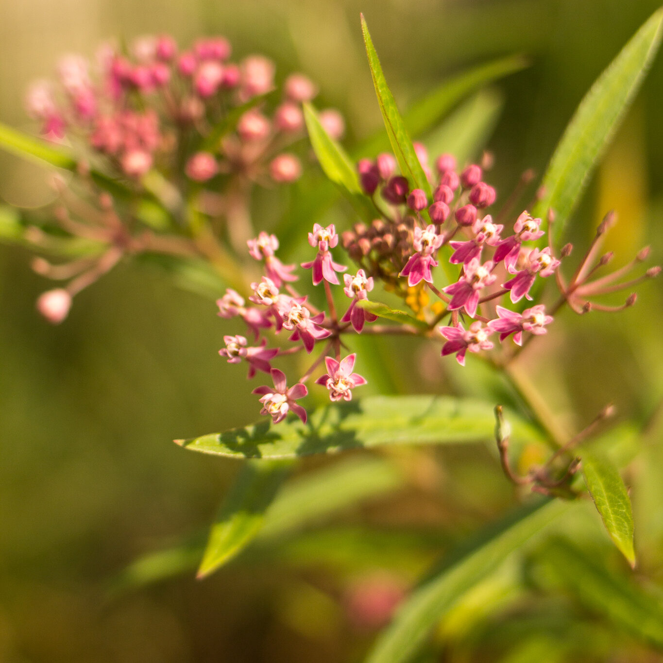 Expedition: Spring Foraging