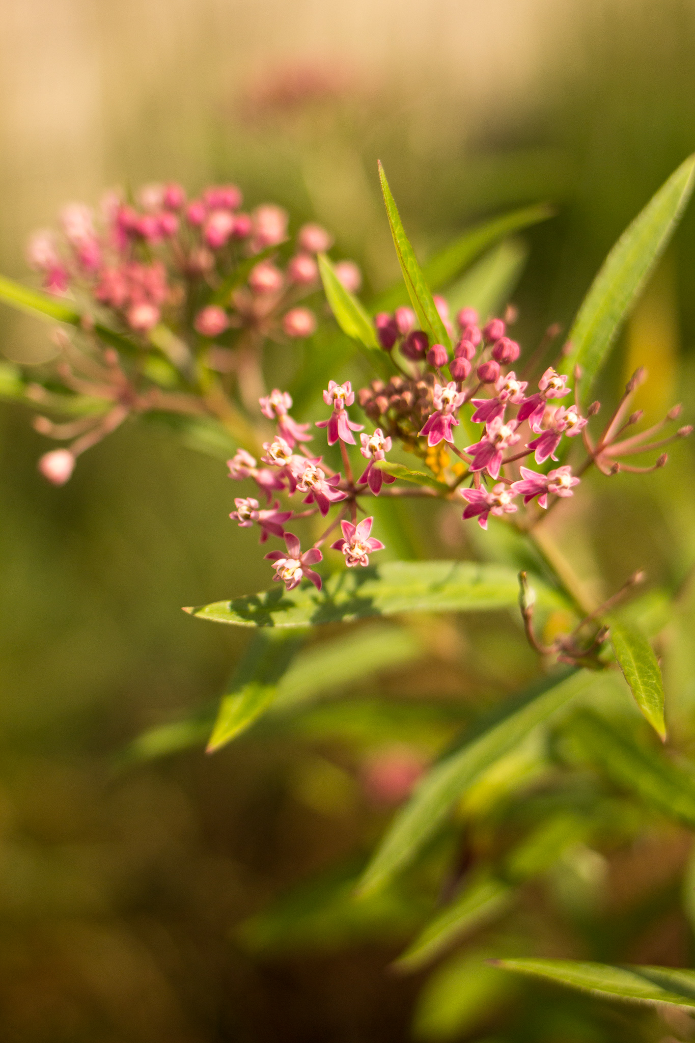 Expedition: Spring Foraging