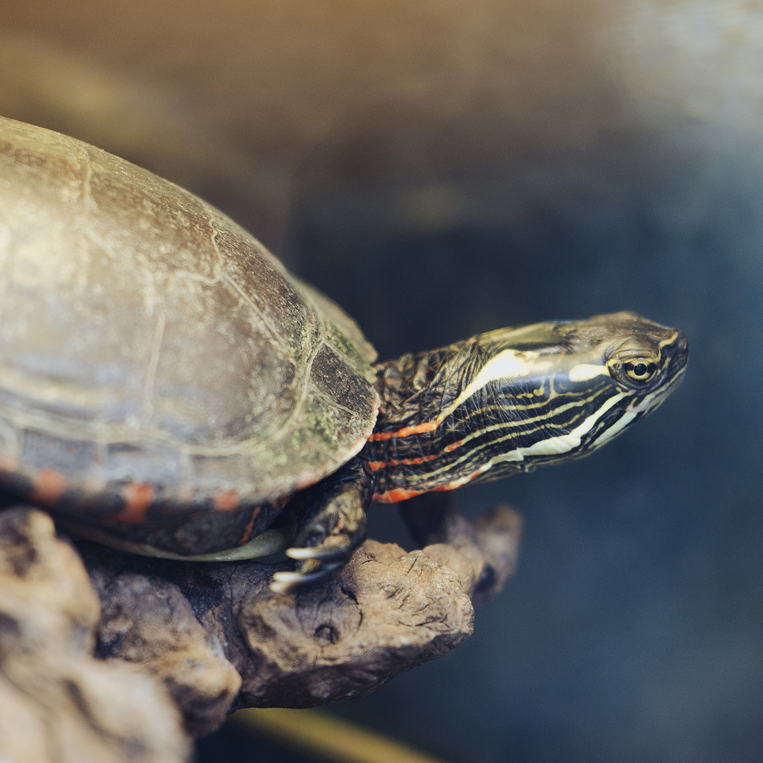 Workshop: Herpetology Lecture