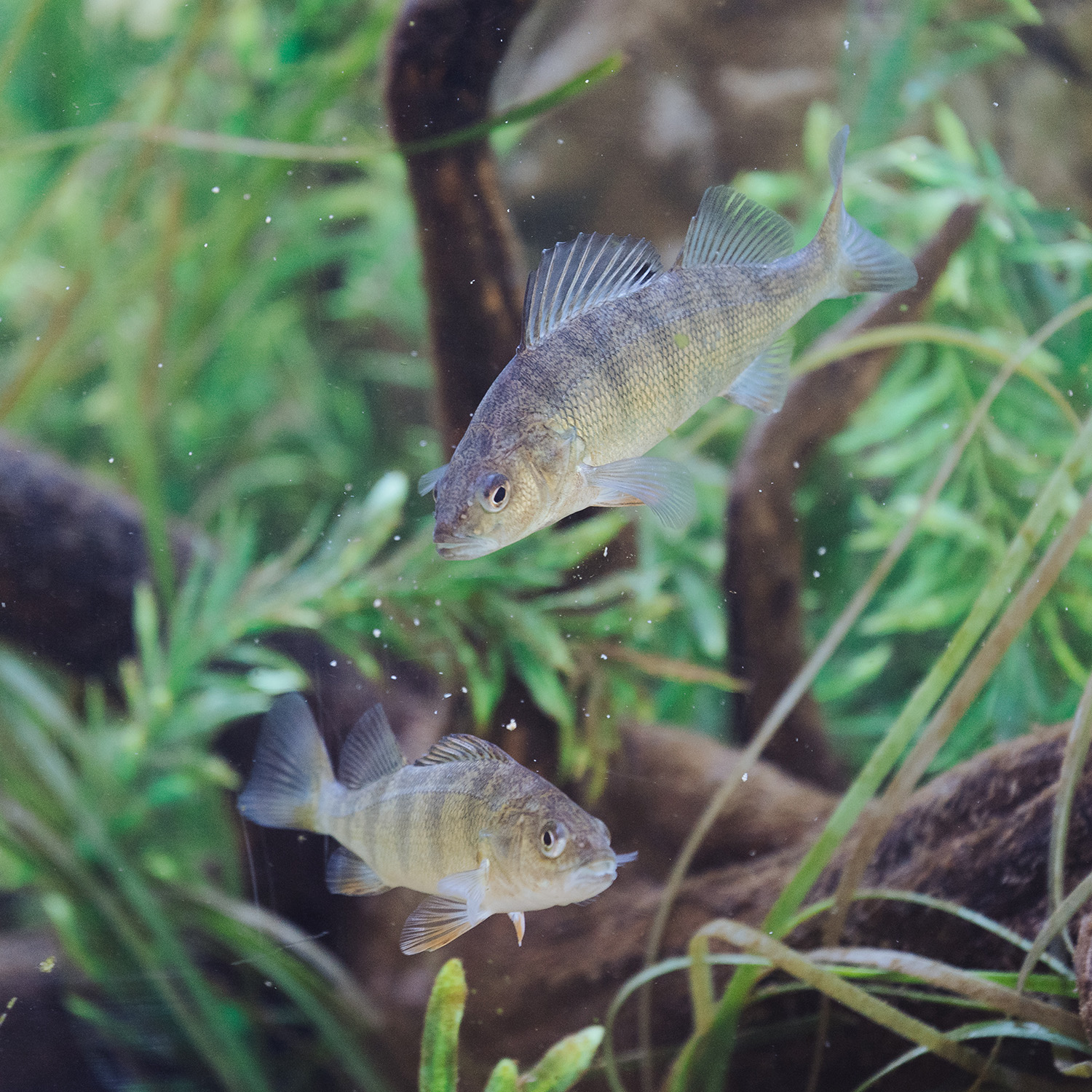 Critter Encounter: Fish