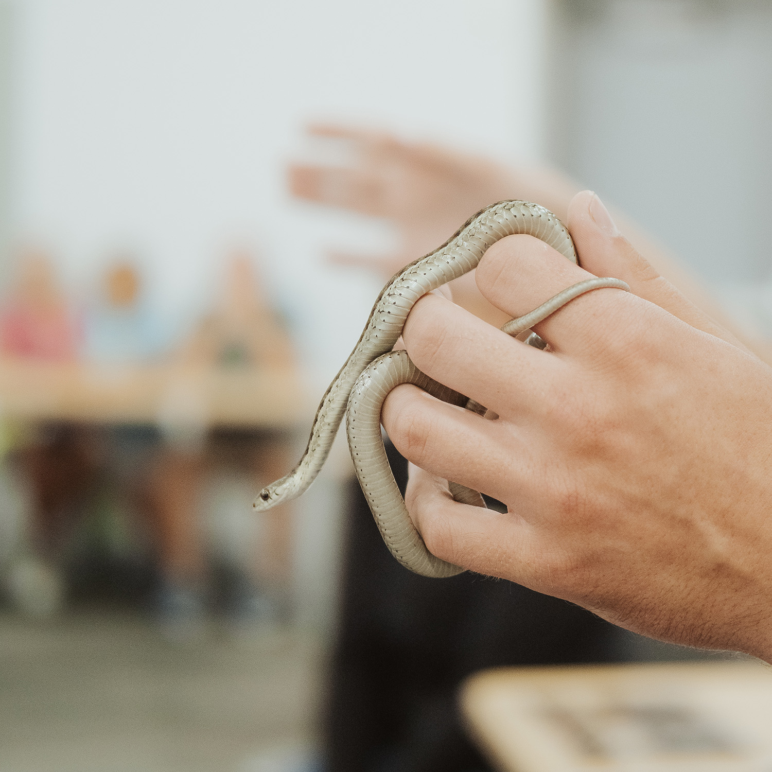 Critter Encounter: Snake