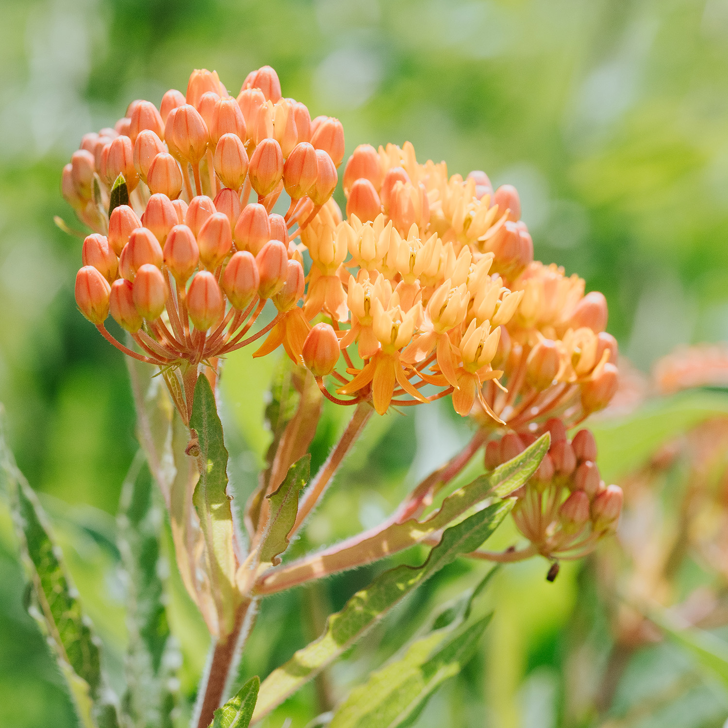 Workshop: Native Plant Propagation