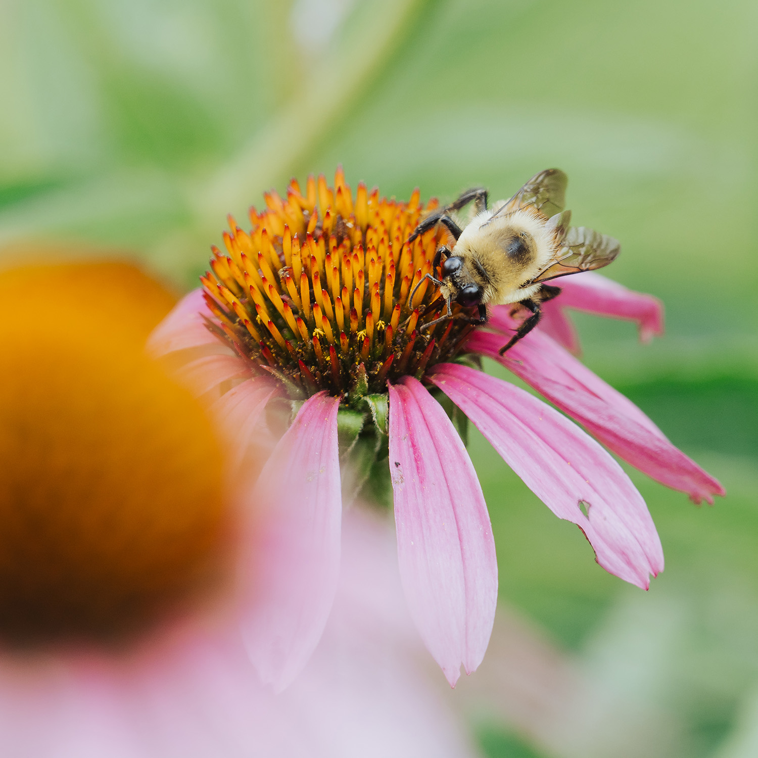 Workshop: Porch Gardening