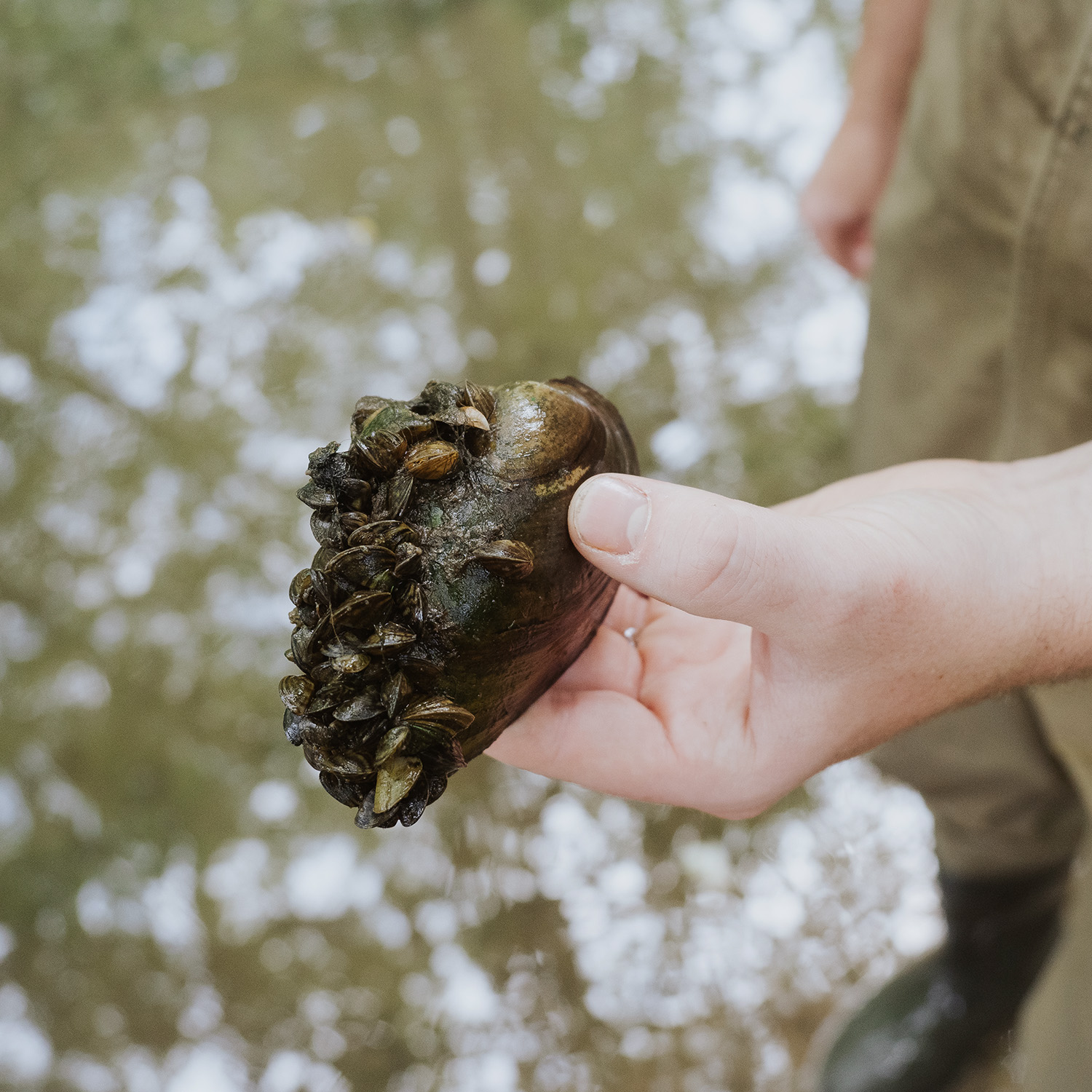 Workshop: Native Freshwater Mussels